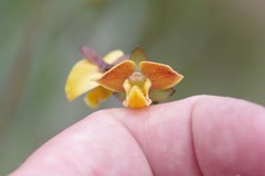 Eulophia tuberculata