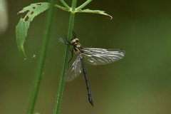 Micromidia atrifrons