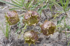 Pachycarpus grandiflorus