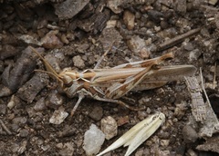 Austroicetes