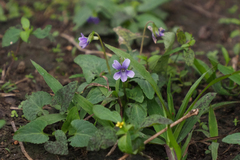 Viola inconspicua