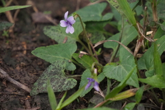 Viola inconspicua