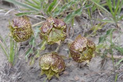 Pachycarpus grandiflorus