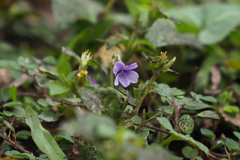 Viola inconspicua