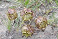 Pachycarpus grandiflorus