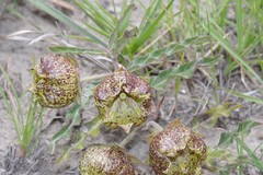Pachycarpus grandiflorus