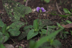 Viola inconspicua