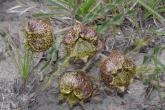 Pachycarpus grandiflorus