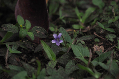 Viola inconspicua