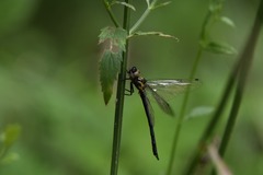 Micromidia atrifrons