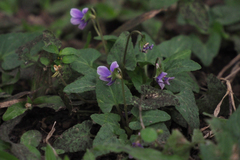 Viola inconspicua