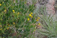 Rafnia elliptica