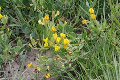 Rafnia elliptica