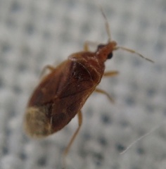 Cardiastethus fasciiventris