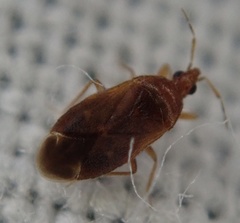 Cardiastethus fasciiventris