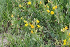 Rafnia elliptica