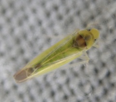 Lindbergina aurovittata