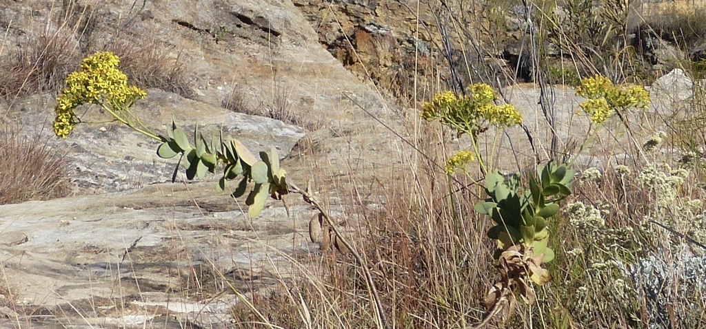 Senecio crassissimus
