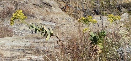 Senecio crassissimus, photograph 6