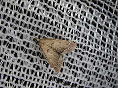 Diplopseustis perieresalis