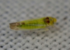 Lindbergina aurovittata