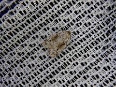 Aemene obscura