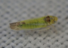 Lindbergina aurovittata