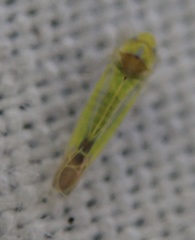 Lindbergina aurovittata