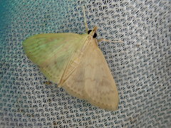 Demobotys pervulgalis