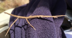 Achrioptera impennis