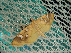 Cotachena alysoni