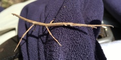 Achrioptera impennis