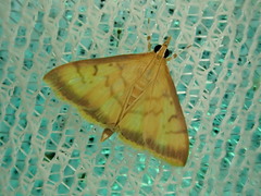 Sinibotys evenoralis