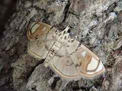 Pycnarmon pantherata