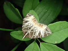 Evecliptopera illitata