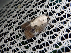 Negritothripa hampsoni