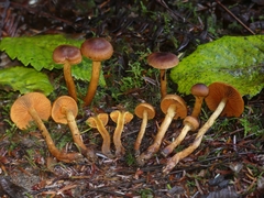 Cortinarius aurantiobasis