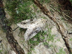 Pseudodeltote brunnea