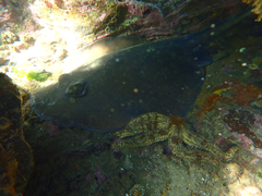 Trygonoptera imitata