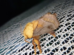 Narosoideus flavidorsalis