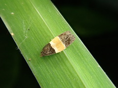 Epinotia bicolor