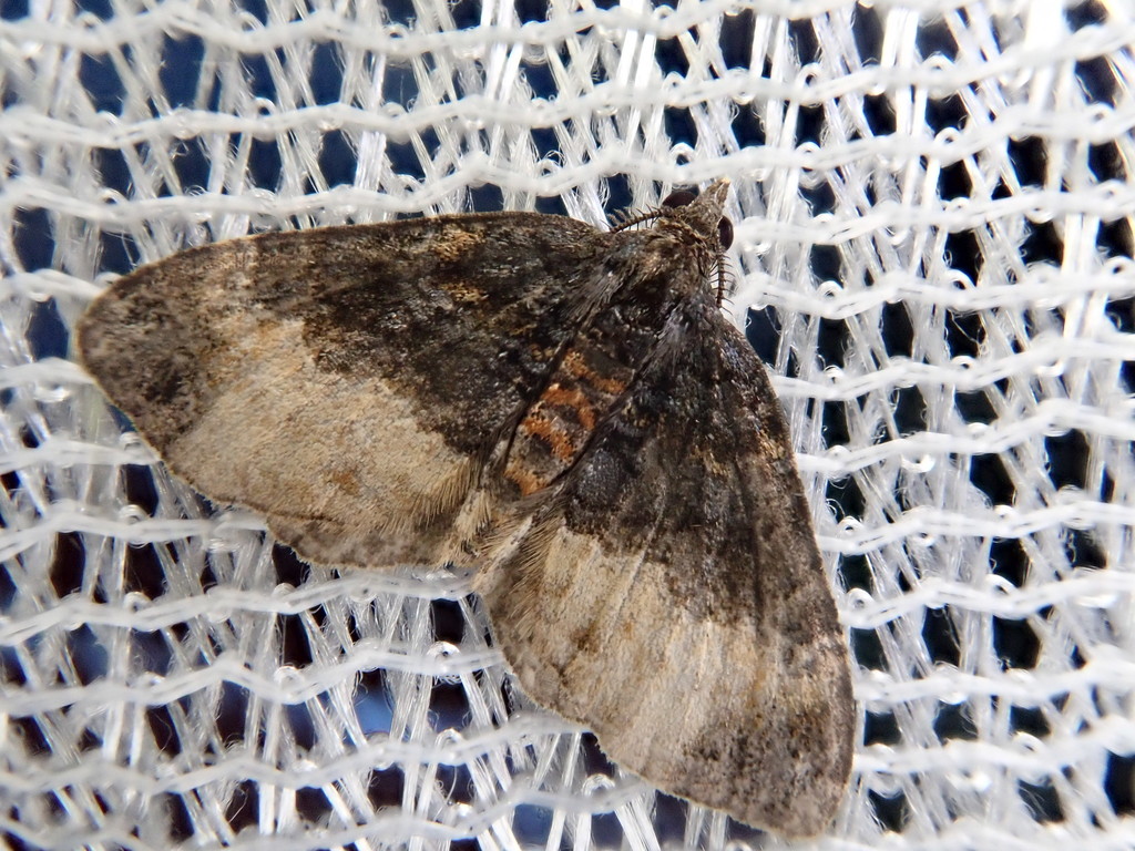 Xanthorhoe muscicapata