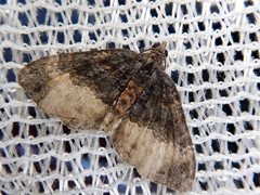 Xanthorhoe muscicapata