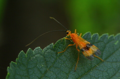 Archibracon servillei