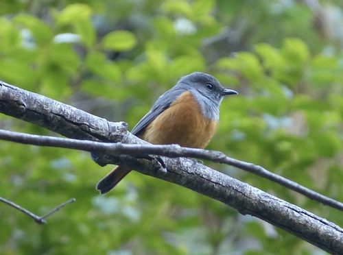 Forest Rock Thrush (Monticola sharpei), photo 8