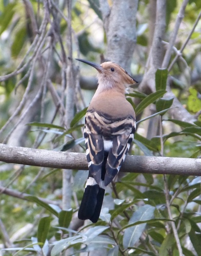 Madagascar Hoopoe