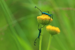 Hypocrites claviger claviger