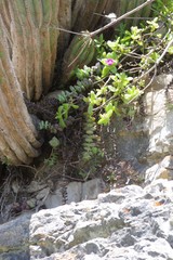 Delosperma adelaidense