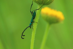 Hypocrites claviger claviger