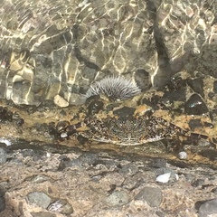 Grapsus grapsus